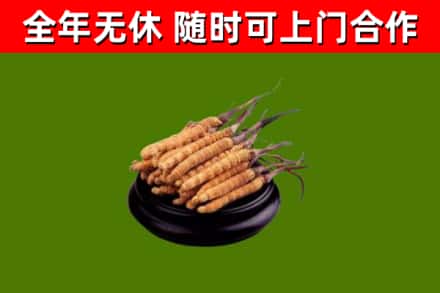 鸡冠回收冬虫夏草