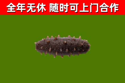 鸡冠回收海参干